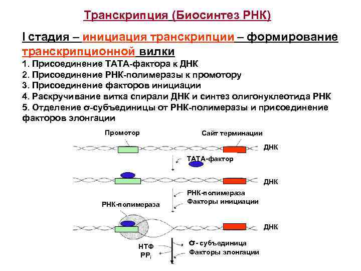 На матрице рнк происходит. Характеристика компонентов системы синтеза РНК. Этапы синтеза РНК инициация. Синтез РНК биохимия кратко. Структура и Биосинтез РНК биохимия.