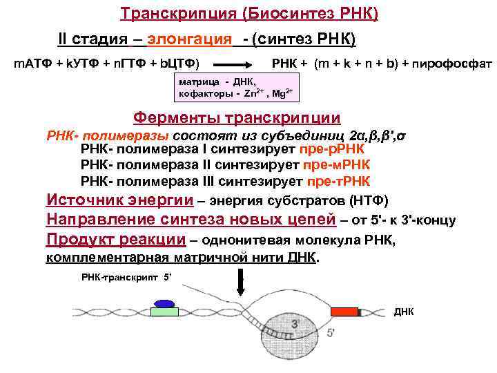 Днк участвует в биосинтезе рнк. Характеристика компонентов системы синтеза РНК. Синтез РНК биохимия кратко. Этапы синтеза белка РНК полимераза. Транскрипция РНК этапы биохимия.