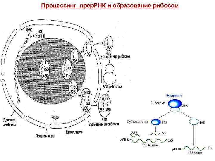 Процессинг прер. РНК и образование рибосом 