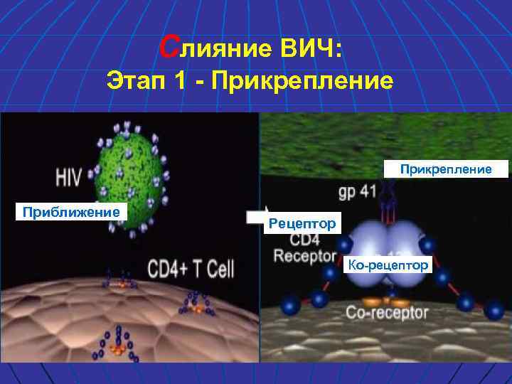 Слияние ВИЧ: Этап 1 - Прикрепление Приближение Рецептор Ко-рецептор 