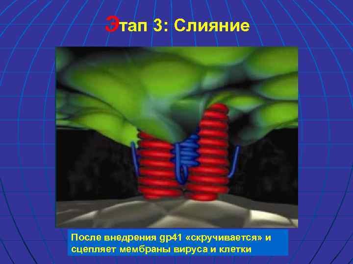 Этап 3: Слияние После внедрения gp 41 «скручивается» и сцепляет мембраны вируса и клетки