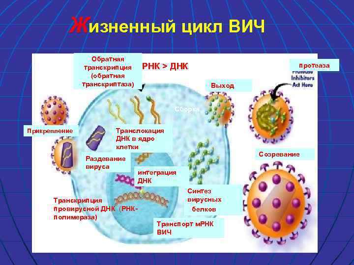 Последовательность жизненного цикла вирусов. Жизненный цикл вируса иммунодефицита человека. Жизненный цикл ВИЧ. Назвать стадии жизненного цикла ВИЧ. Жизненный цикл вируса иммунодефицита человека картинки.