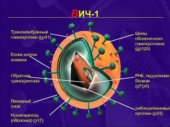 ВИЧ-1 Трансмембранный гликопротеин (gp 41) Шипы оболочечного гликопротеина (gp 120) Белок клетки хозяина Обратная