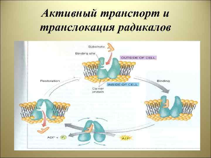 Активный транспорт и транслокация радикалов 