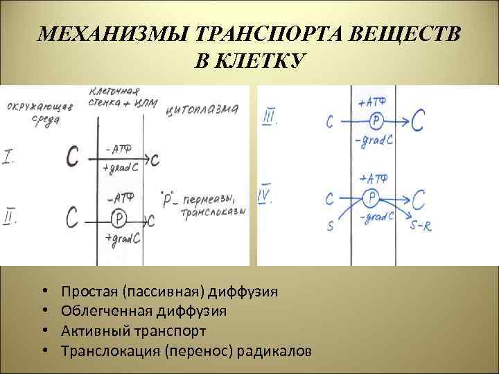 Механизмы транспорта. Механизмы транспорта веществ в клетку. Механизмы транспорта веществ в бактериальную клетку. Механизмы транспорта питательных веществ в бактериальную клетку. Транспорт веществ в бактериальную клетку: пассивный и активный.