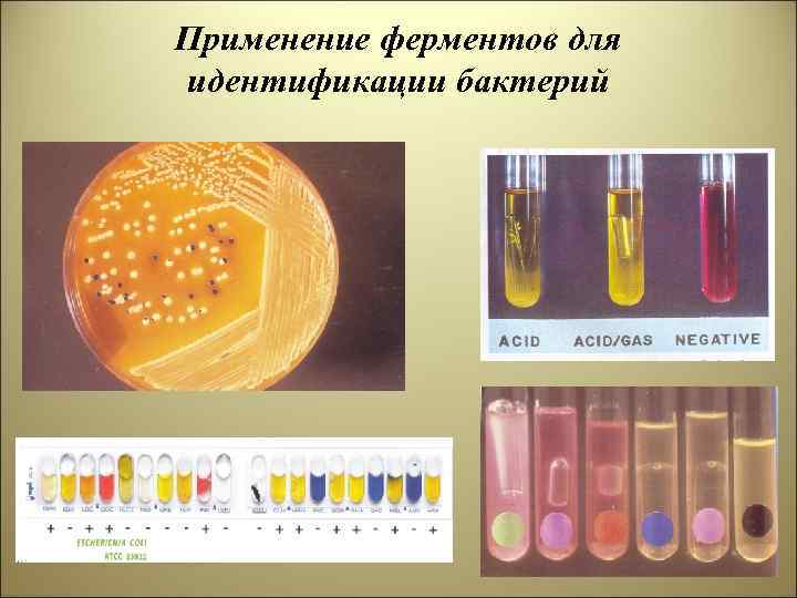 Применение ферментов для идентификации бактерий 