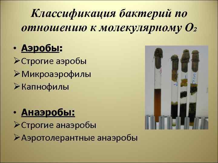 Классификация бактерий по отношению к молекулярному О₂ • Аэробы: Ø Строгие аэробы Ø Микроаэрофилы