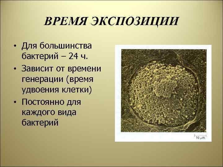 ВРЕМЯ ЭКСПОЗИЦИИ • Для большинства бактерий – 24 ч. • Зависит от времени генерации