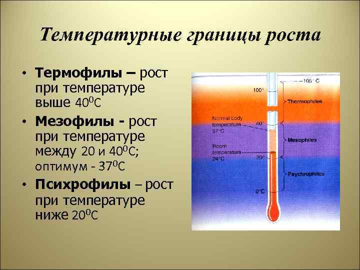 Тепловые параметры человека. Оптимальная температура для термофилов. Температурные границы жизни. Температурные границы роста бактерий. Границы роста термофилов.