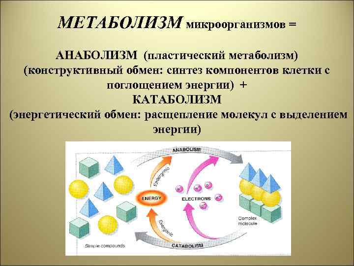 Обмен веществ типы питания