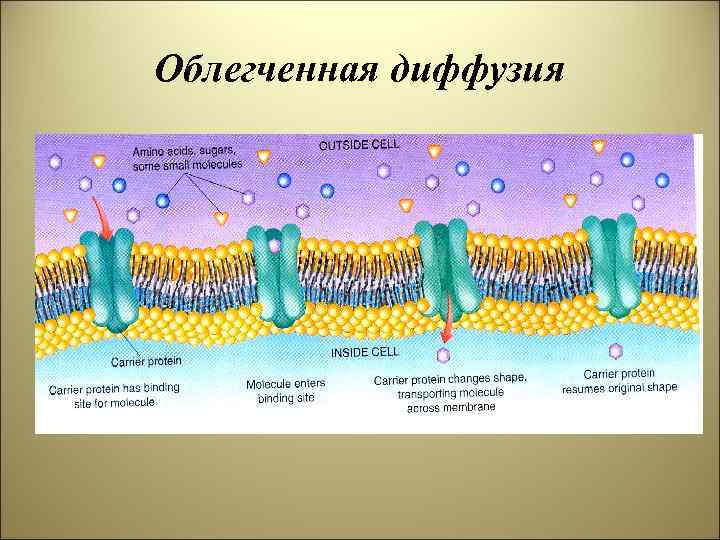 Облегченная диффузия