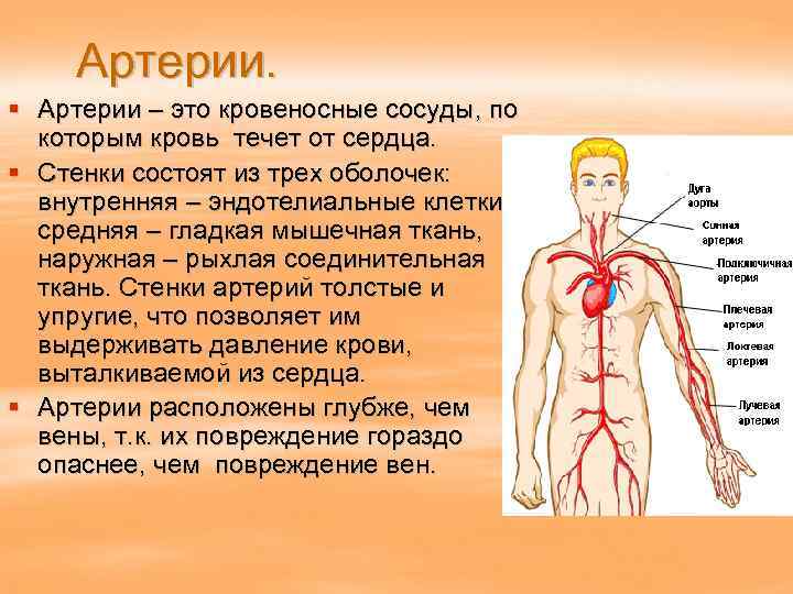 Артерии. § Артерии – это кровеносные сосуды, по которым кровь течет от сердца. §