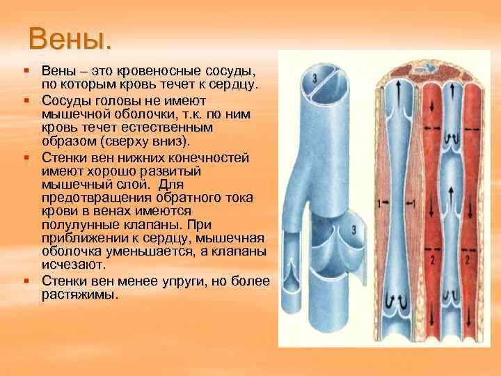Вены. § Вены – это кровеносные сосуды, по которым кровь течет к сердцу. §