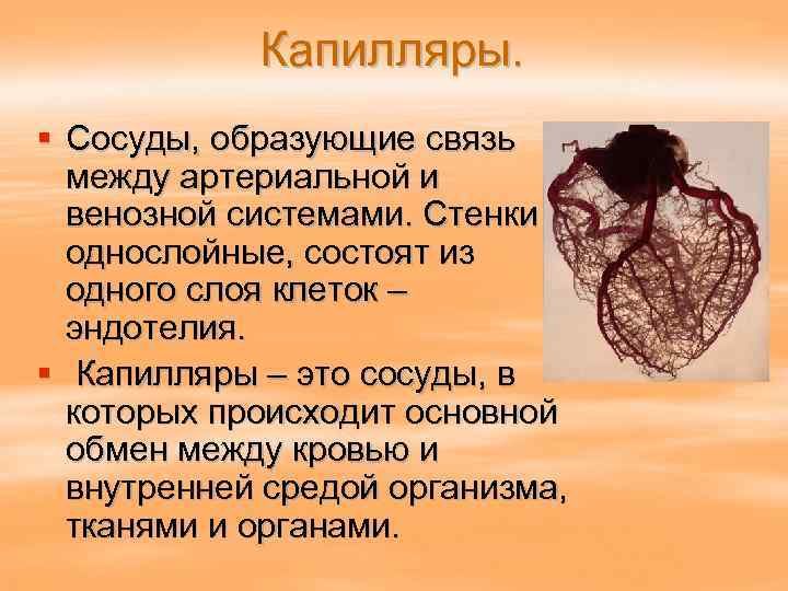Капилляры. § Сосуды, образующие связь между артериальной и венозной системами. Стенки однослойные, состоят из