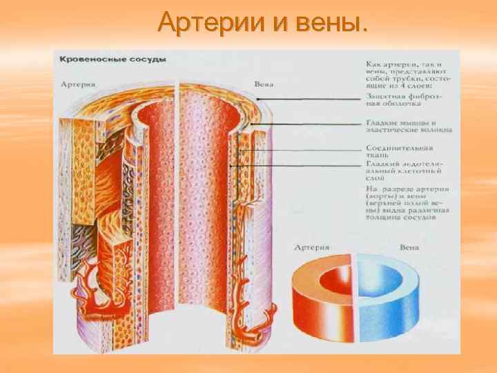 Артерии и вены. 