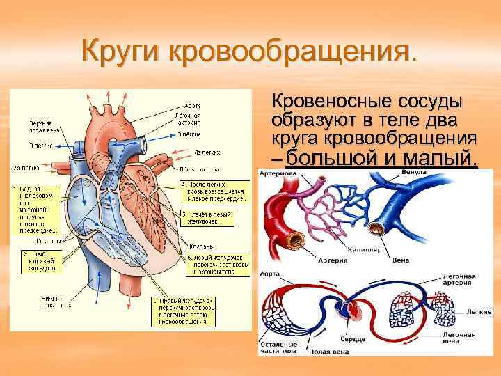 Круги кровообращения. Кровеносные сосуды образуют в теле два круга кровообращения – большой и малый.