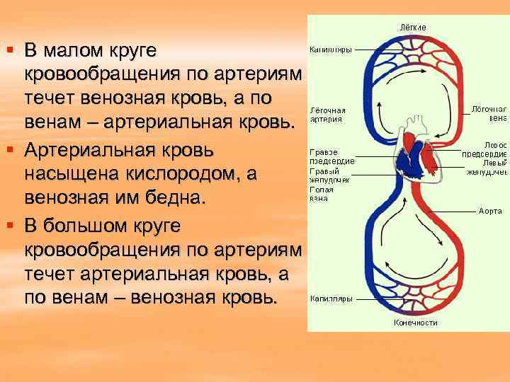 § В малом круге кровообращения по артериям течет венозная кровь, а по венам –