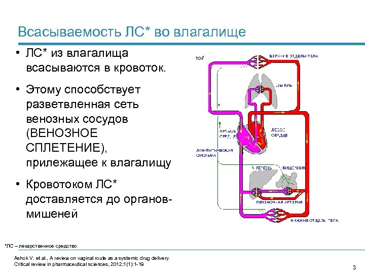 Всасываемость ЛС* во влагалище • ЛС* из влагалища всасываются в кровоток. • Этому способствует
