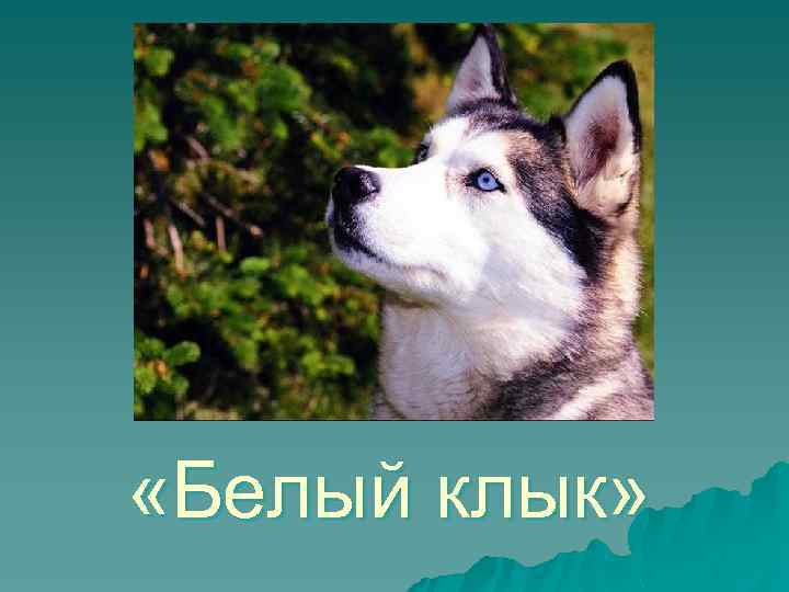  «Белый клык» 