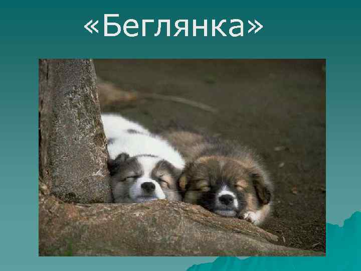  «Беглянка» 