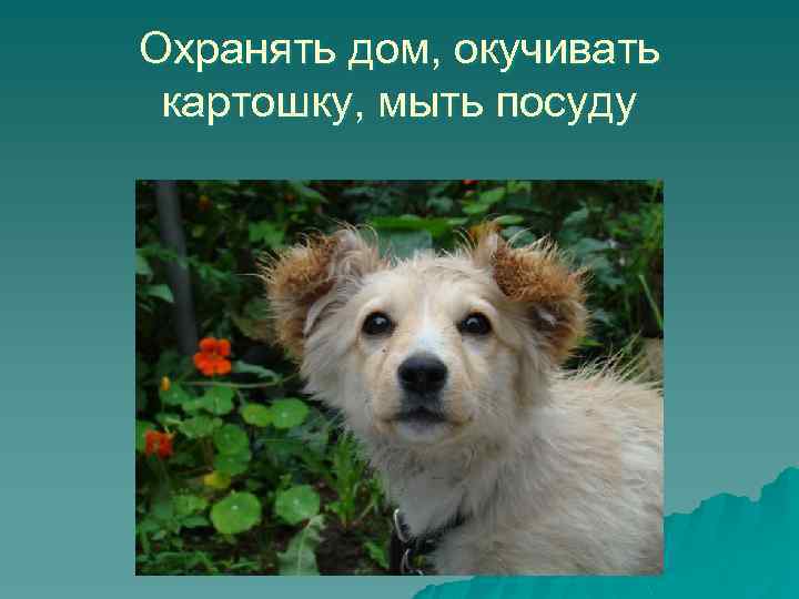 Охранять дом, окучивать картошку, мыть посуду 