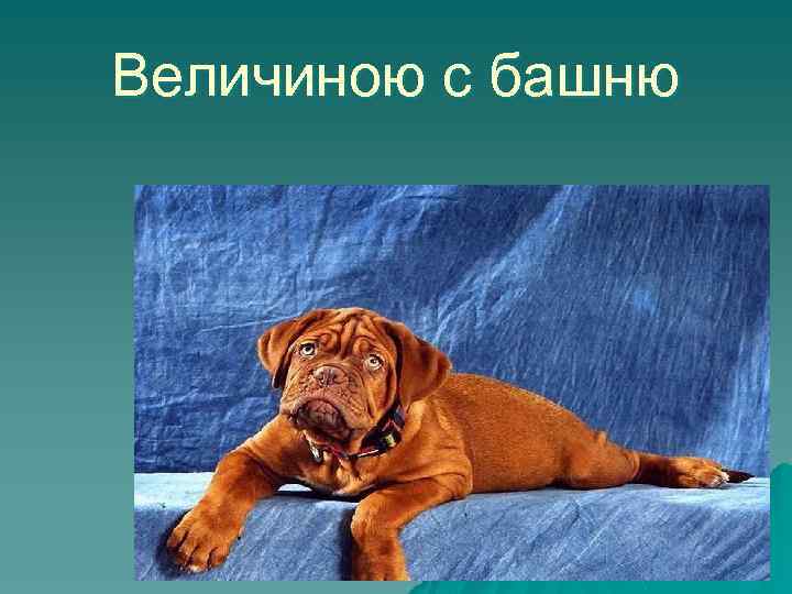 Величиною с башню 