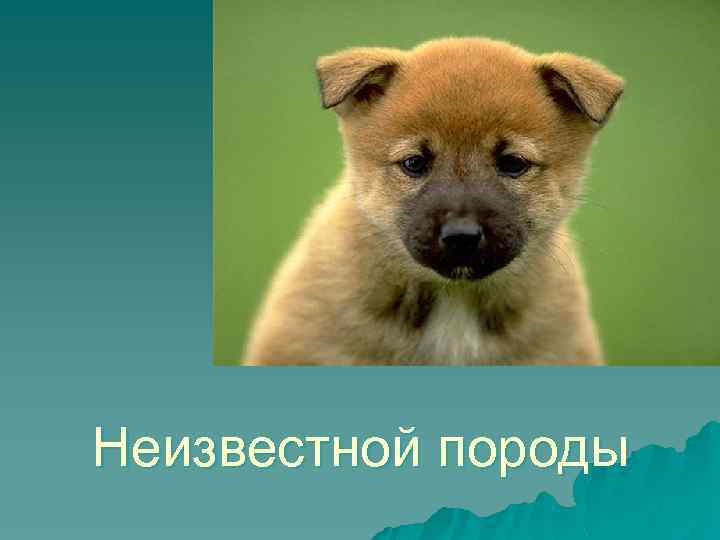 Неизвестной породы 