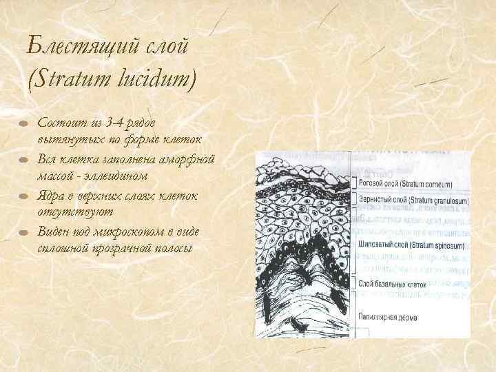 Блестящий слой (Stratum lucidum) Состоит из 3 -4 рядов вытянутых по форме клеток Вся