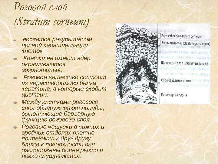 Роговой слой (Stratum corneum) является результатом полной кератинизации клеток. Клетки не имеют ядер, окрашиваются