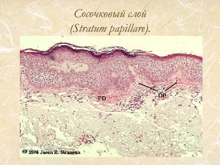 Чем обусловлен папиллярный рисунок кожи гистология