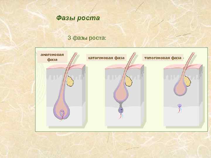 Фазы роста 3 фазы роста: анагеновая фаза катагеновая фаза телогеновая фаза 