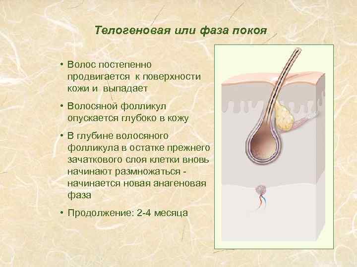 Телогеновая или фаза покоя • Волос постепенно продвигается к поверхности кожи и выпадает •