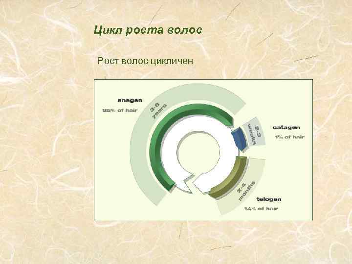 Цикл роста волос Рост волос цикличен 