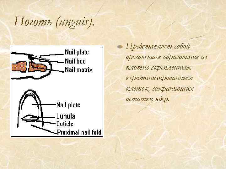 Ноготь (unguis). Представляет собой ороговевшее образование из плотно скрепленных кератинизированных клеток, сохранивших остатки ядер.
