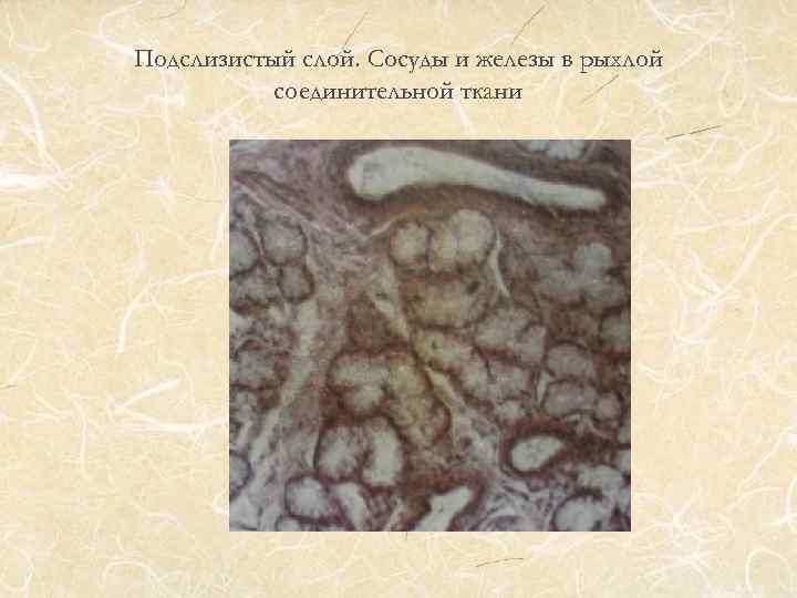 Подслизистый слой. Сосуды и железы в рыхлой соединительной ткани 