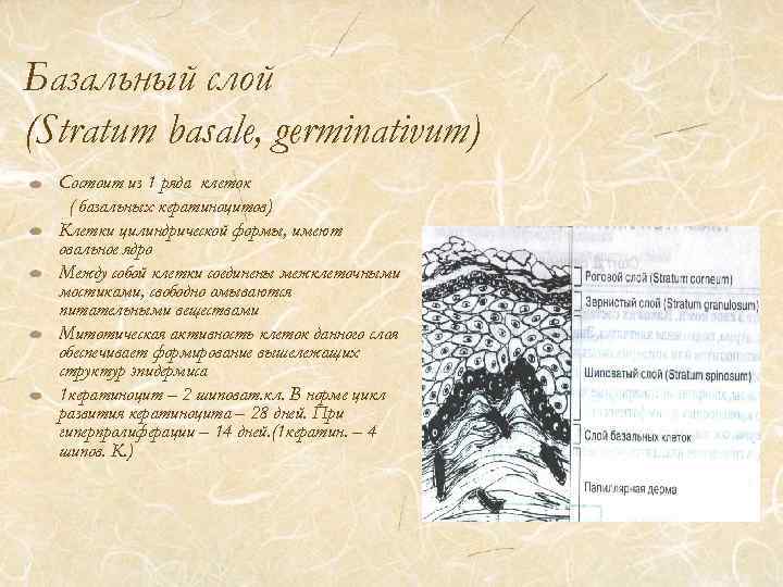 Базальный слой (Stratum basale, germinativum) Состоит из 1 ряда клеток ( базальных кератиноцитов) Клетки