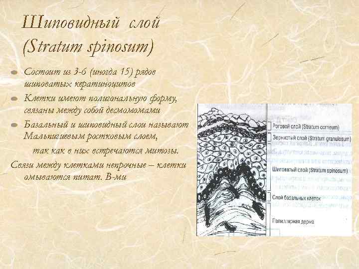 Шиповидный слой (Stratum spinosum) Состоит из 3 -6 (иногда 15) рядов шиповатых кератиноцитов Клетки