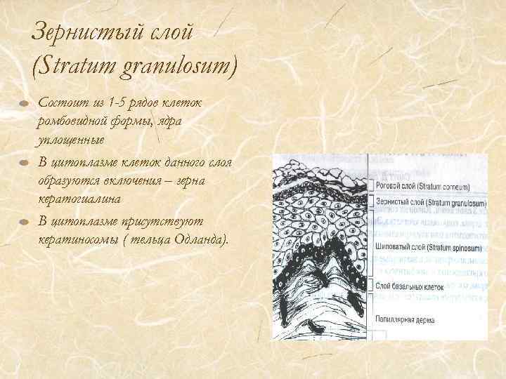 Зернистый слой (Stratum granulosum) Состоит из 1 -5 рядов клеток ромбовидной формы, ядра уплощенные