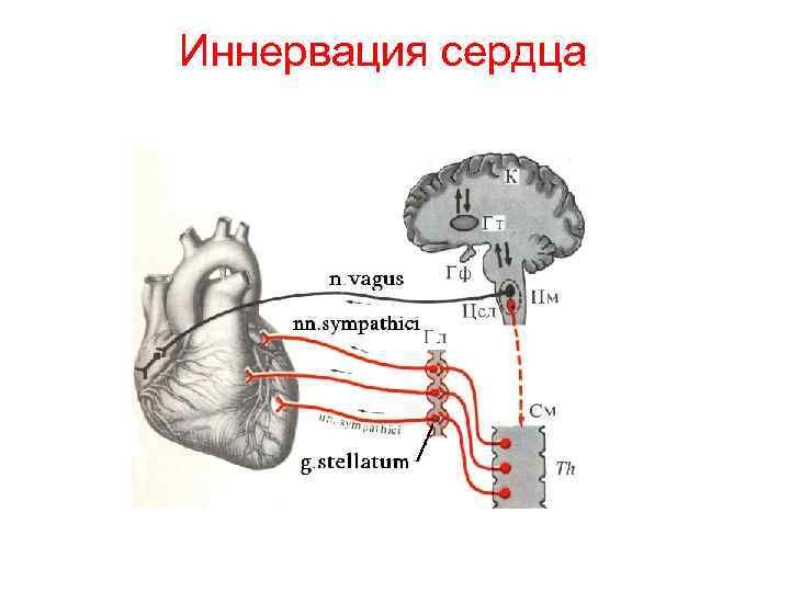 Иннервация сердца 