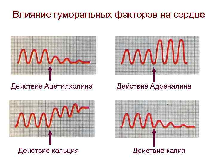 Влияние гуморальных факторов на сердце Действие Ацетилхолина Действие кальция Действие Адреналина Действие калия 