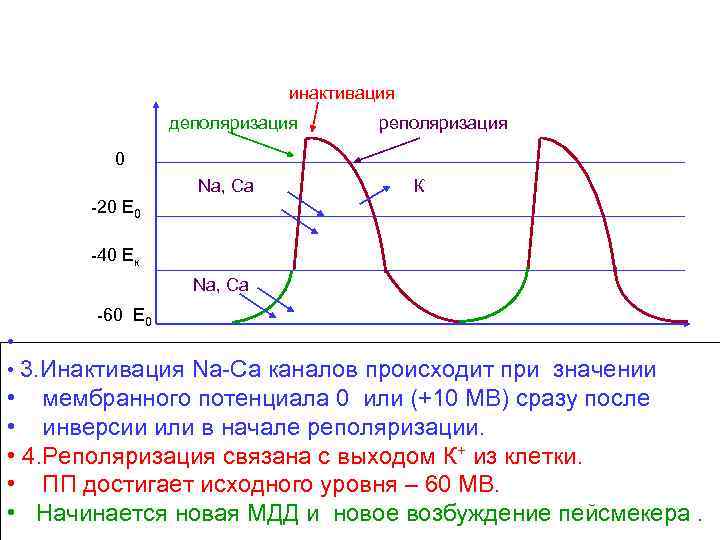 инактивация деполяризация реполяризация 0 Na, Ca К -20 Е 0 -40 Ек Na, Ca