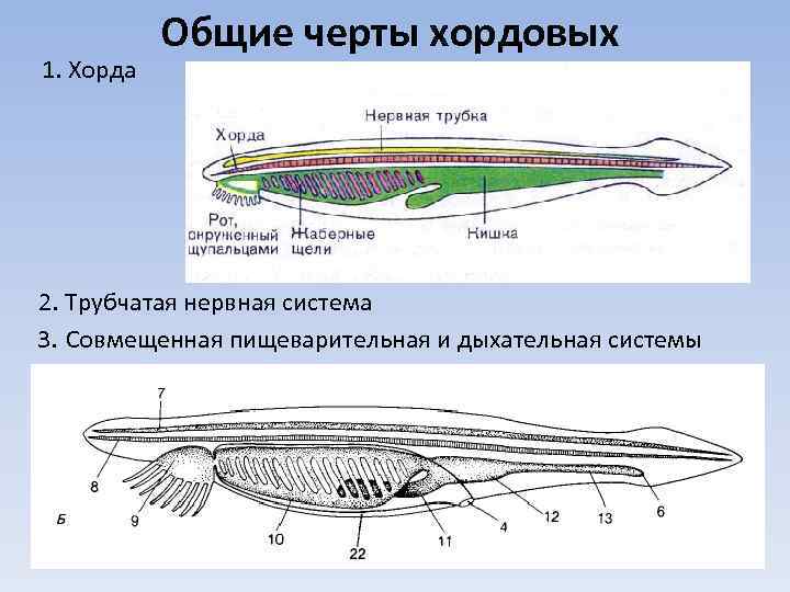 Представь общий план строения пищеварительной системы хордовых