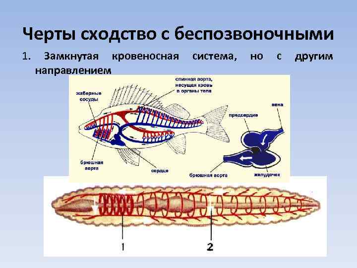 Кровеносная система замкнутая тип животных