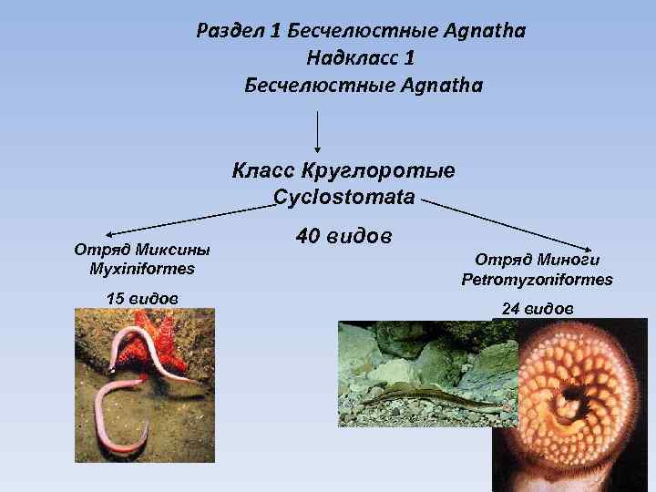 Раздел 1 Бесчелюстные Agnatha Надкласс 1 Бесчелюстные Agnatha Класс Круглоротые Cyclostomata Отряд Миксины Myxiniformes