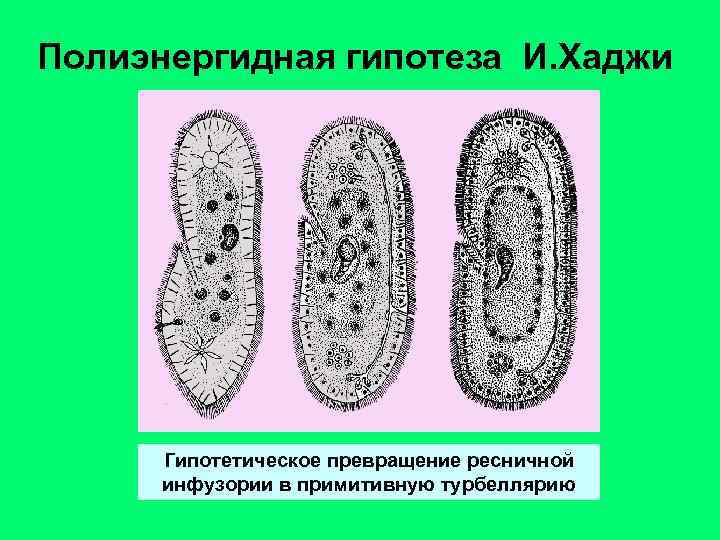 Полиэнергидная гипотеза И. Хаджи Гипотетическое превращение ресничной инфузории в примитивную турбеллярию 