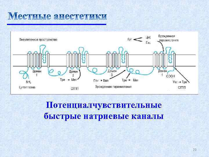 Потенциалчувствительные быстрые натриевые каналы 23 