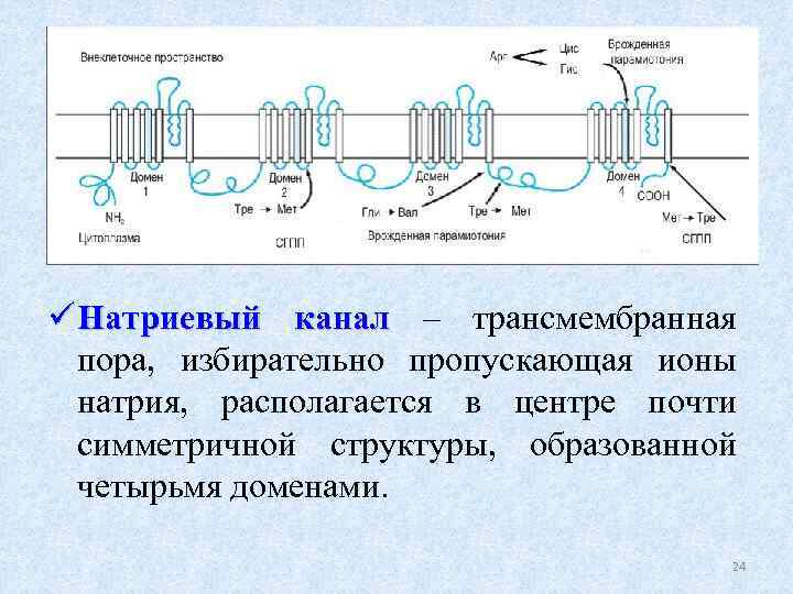 ü Натриевый канал – трансмембранная пора, избирательно пропускающая ионы натрия, располагается в центре почти