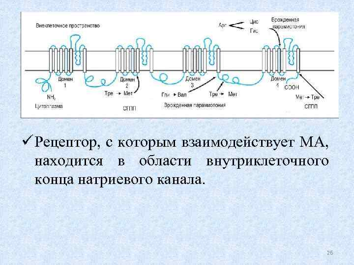 ü Рецептор, с которым взаимодействует МА, находится в области внутриклеточного конца натриевого канала. 26