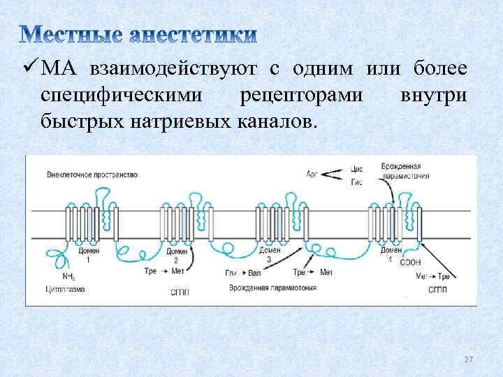 ü МА взаимодействуют с одним или более специфическими рецепторами внутри быстрых натриевых каналов. 27