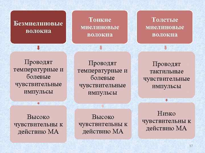 Безмиелиновые волокна Тонкие миелиновые волокна Толстые миелиновые волокна Проводят температурные и болевые чувствительные импульсы